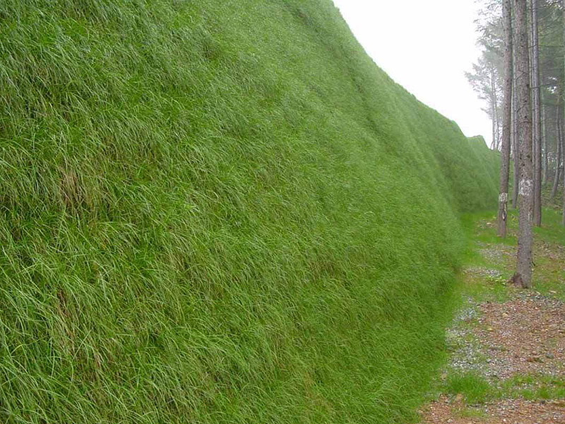 喷播植草
